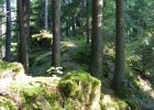 Naturpark Hirschwald/Waldsteig