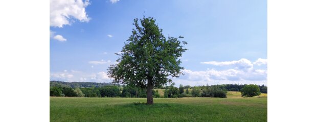 Birnbaum in der Oberpfalz