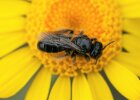Zottelbiene mit pollenbehangenen Sammelhärchen 