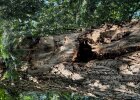 Urwaldähnliche Strukturen im Alleengürtel der Stadt Regensburg: Totholz als Lebensraum für bedrohte Arten
