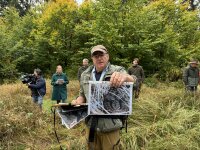 So sieht eine Kreuzotter aus.